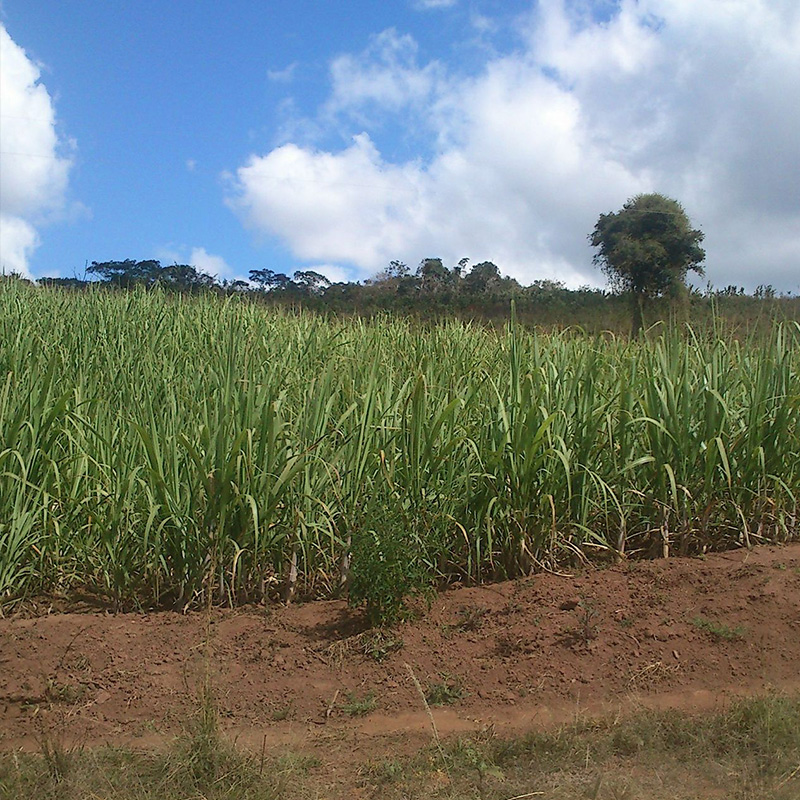 Você Colhe o Que Planta